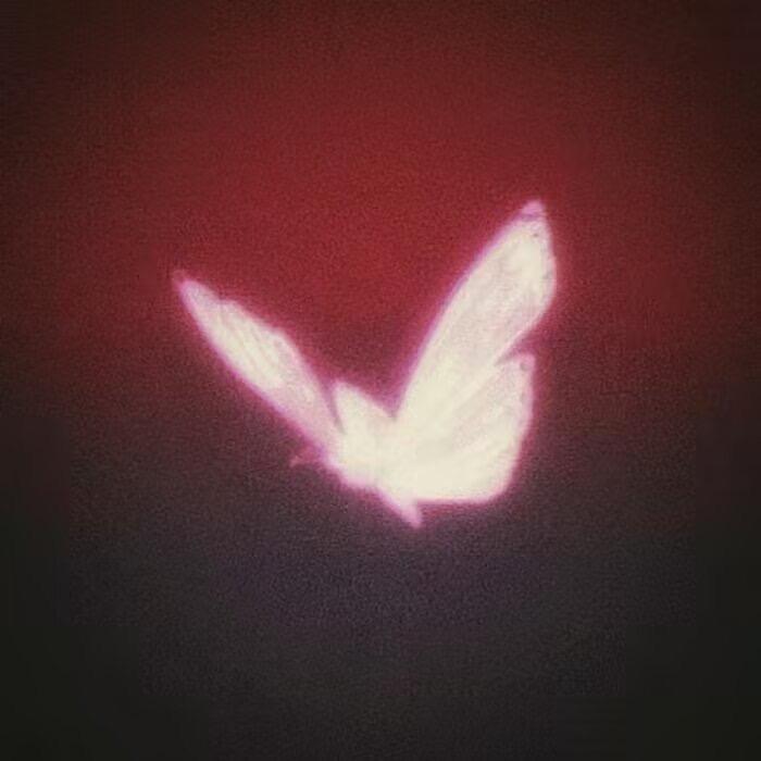 ㅤ ㅤ鲨鱼