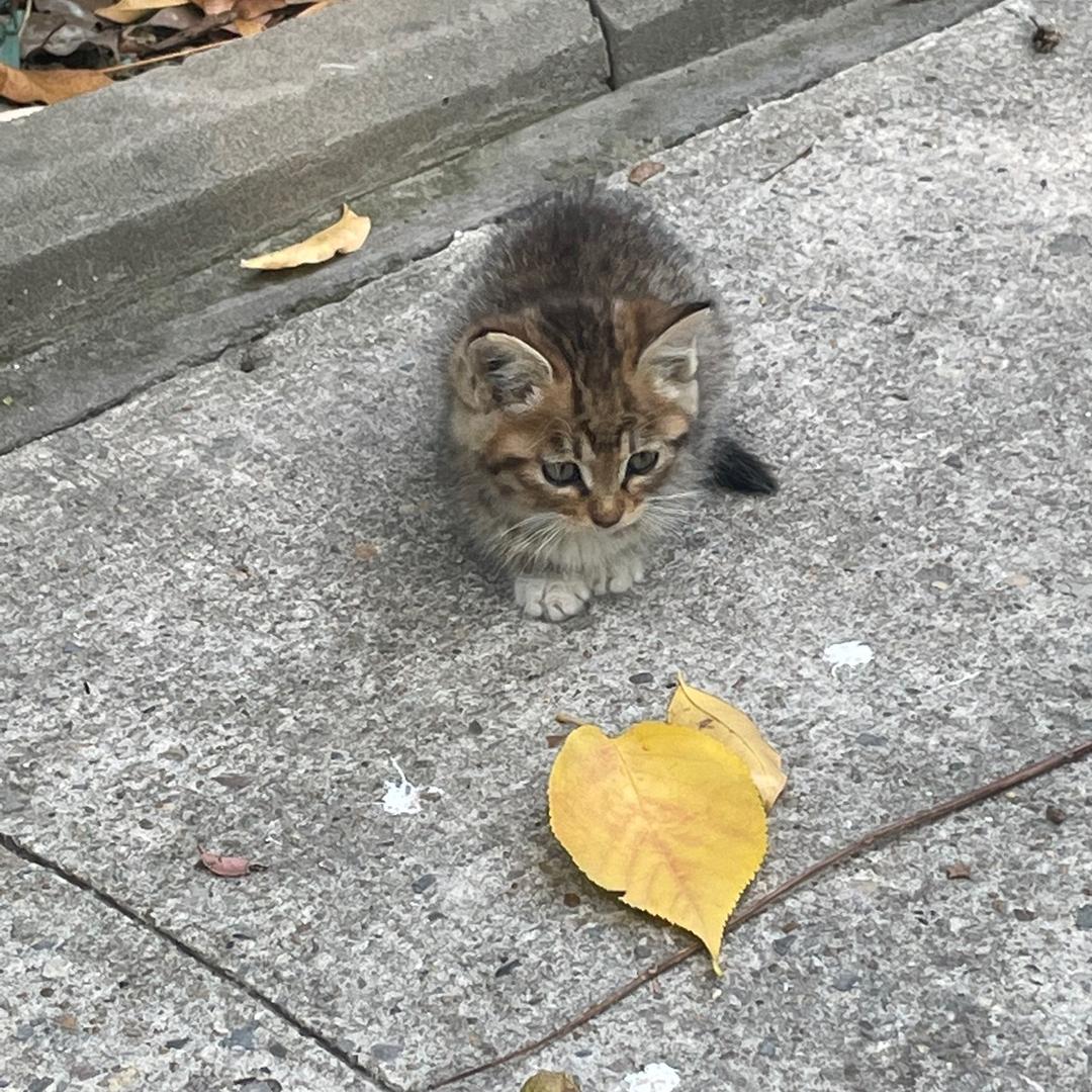 这周逛公园了没🌲