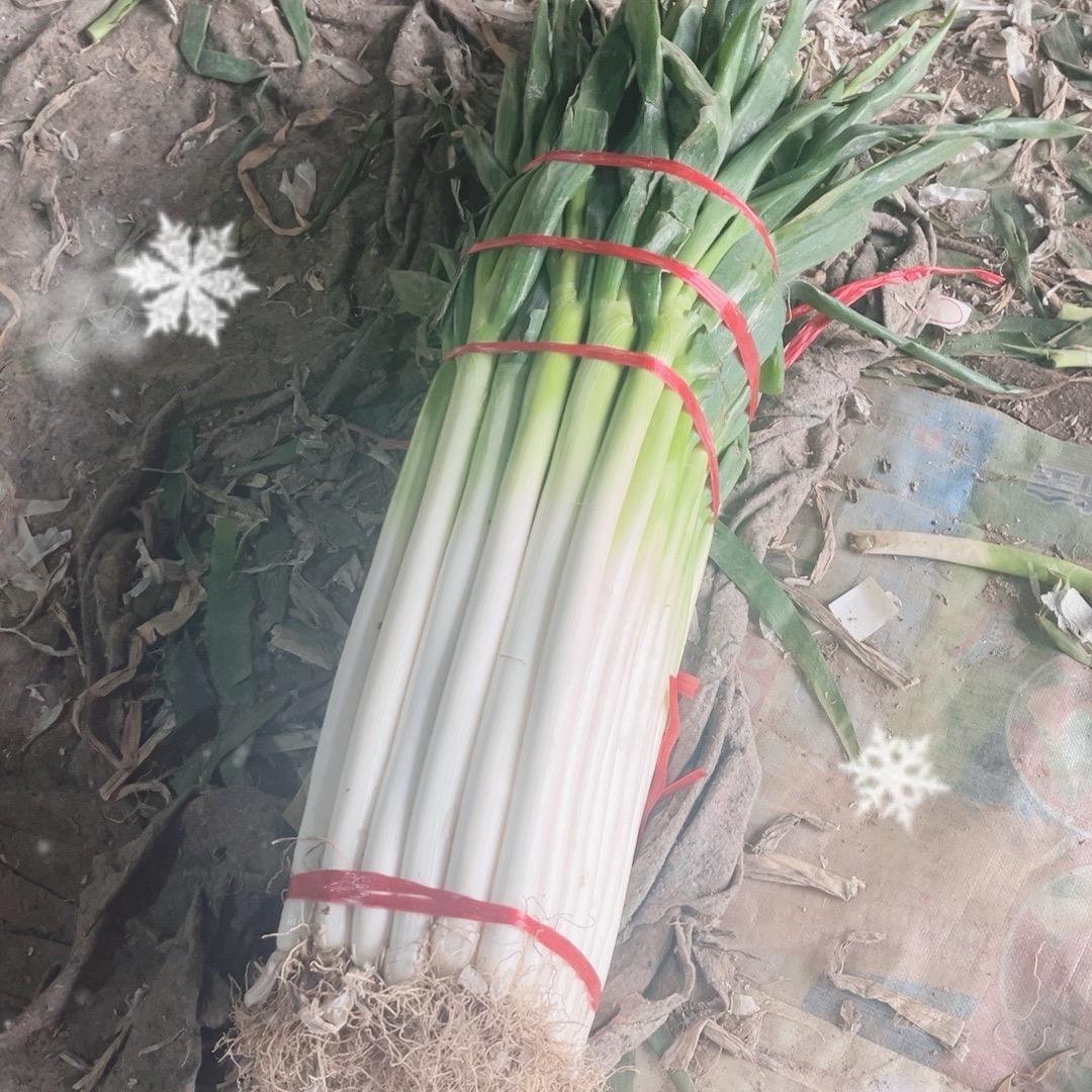 隆尧铁杆大葱加工