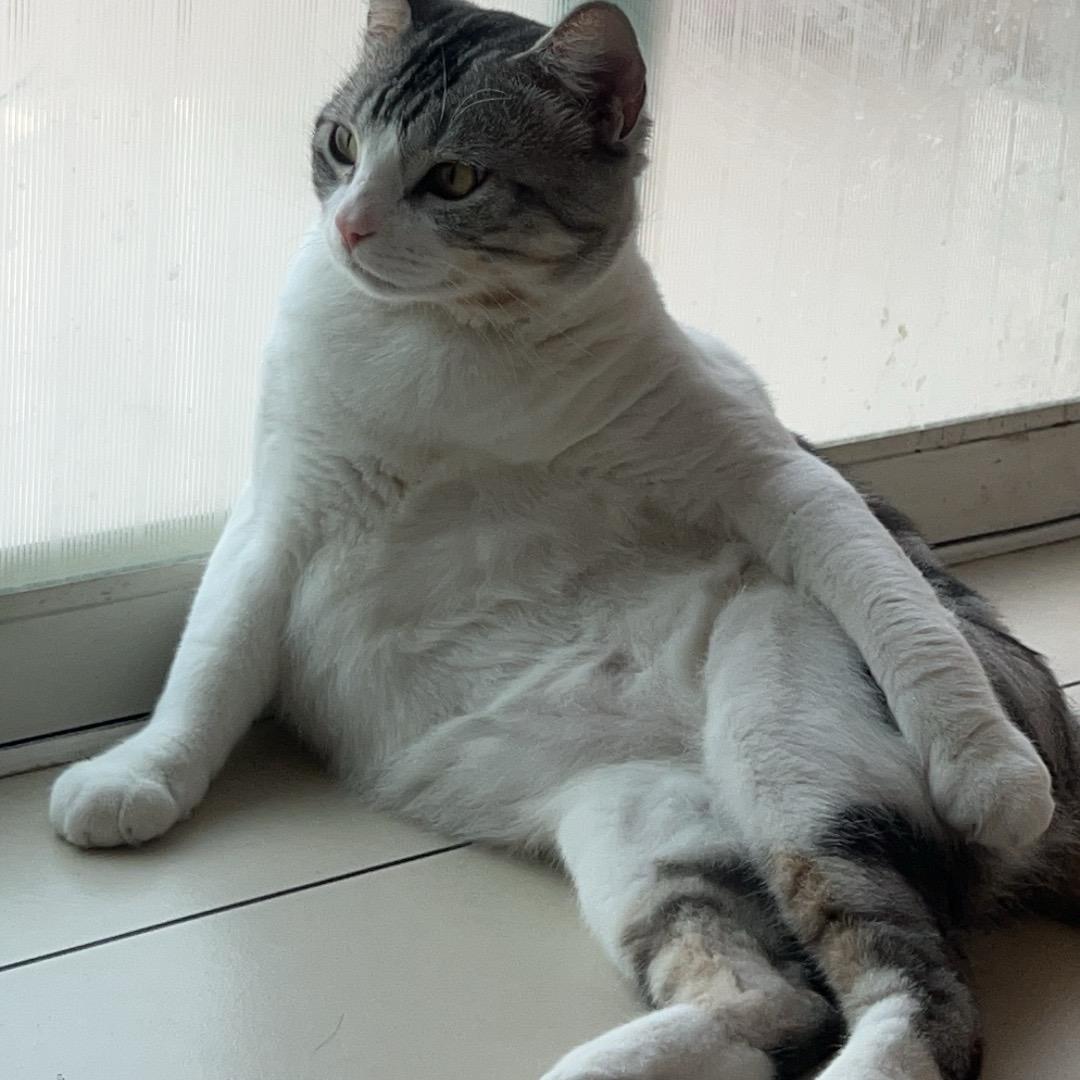 阿秋大王