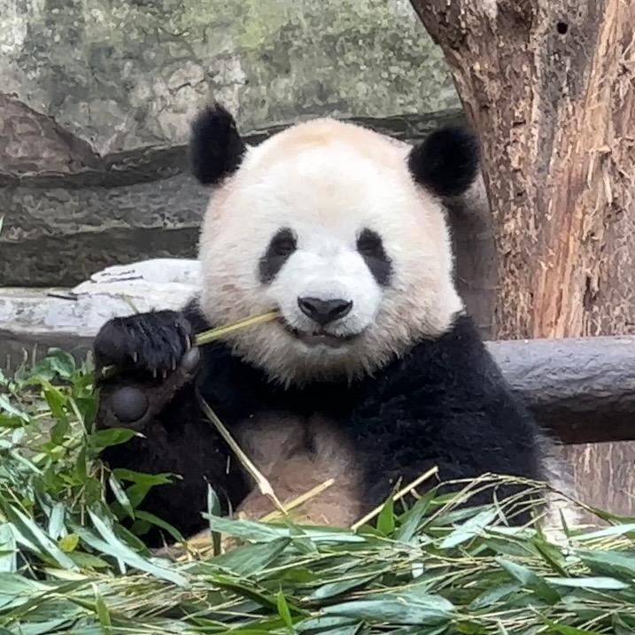 熊猫莽墩儿