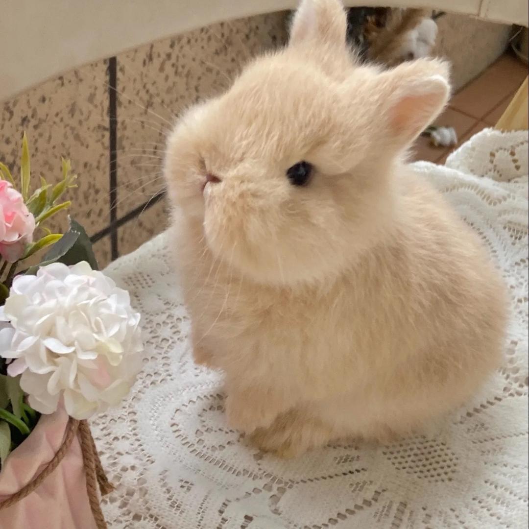 兔卷卷宠物臻选阁