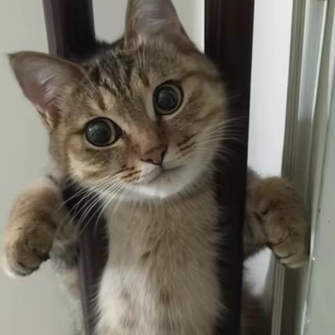 喜欢看大白兔最好穿S袜