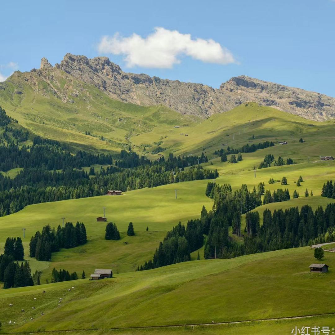 我是金铲铲大王