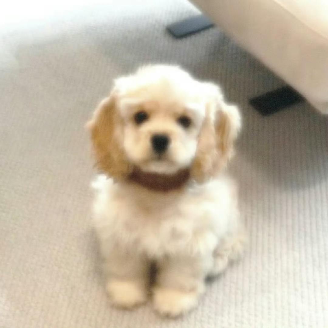 牛奶小姐姐