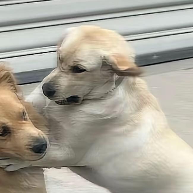 Timi爱吃小米椒🌶️