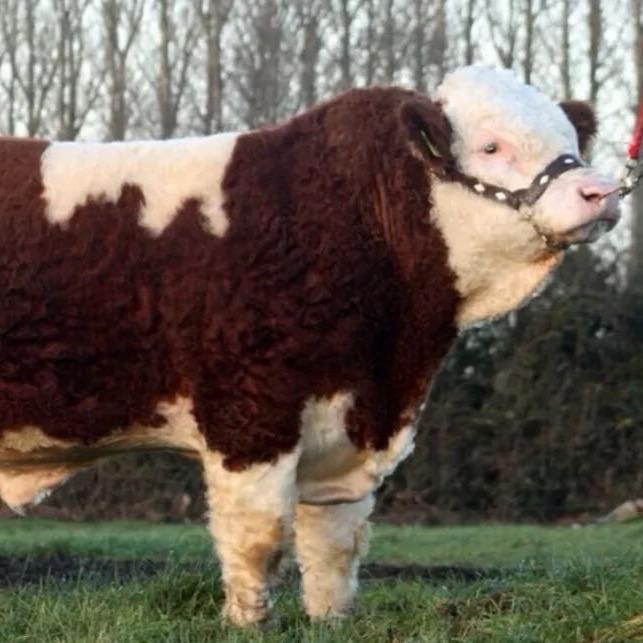 贵州牛羊（代办）小马