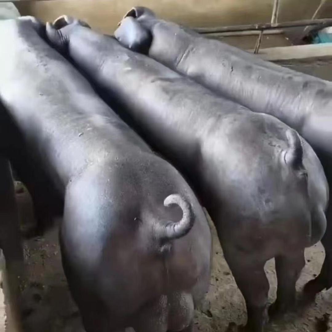 养猪人