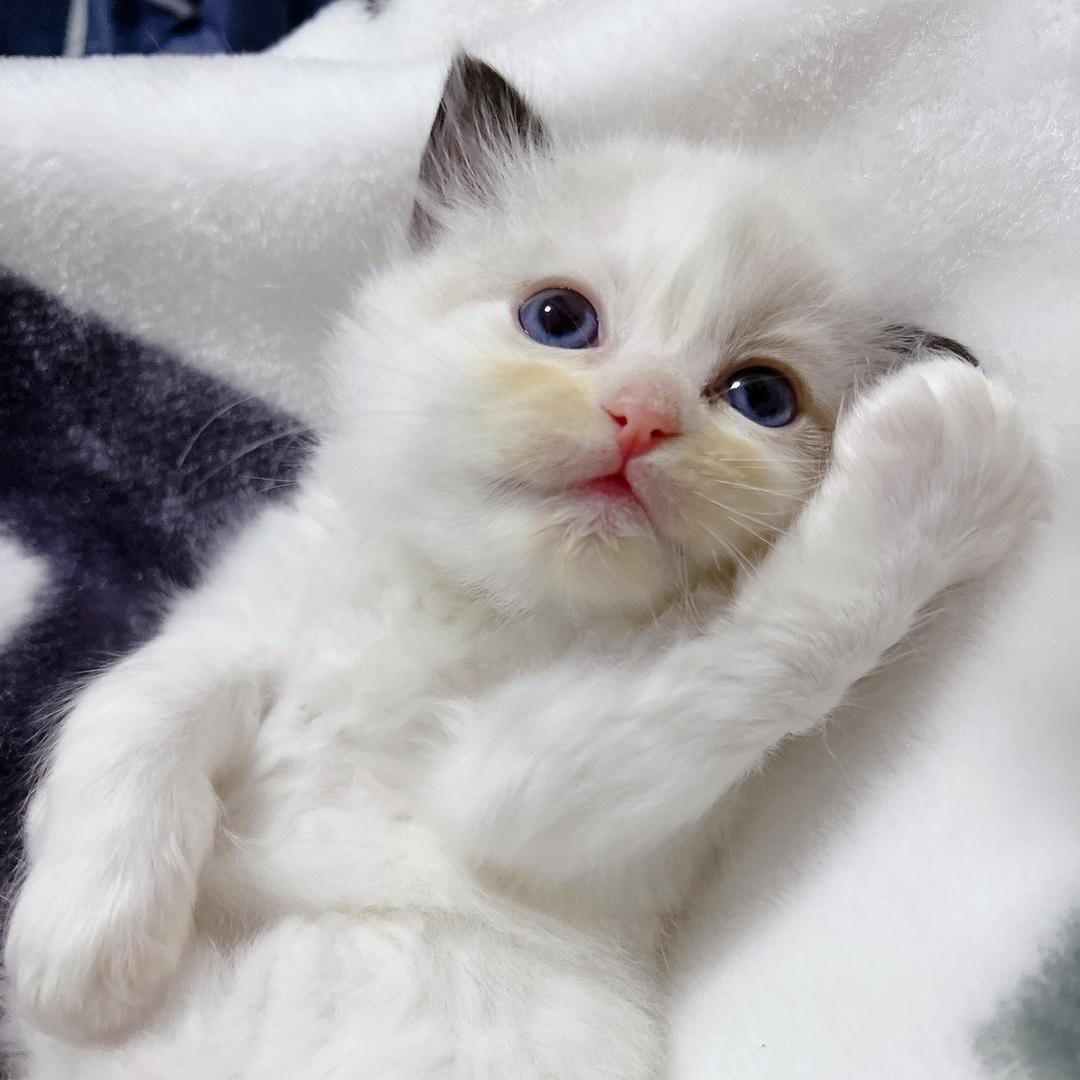 小肥猪💕收图