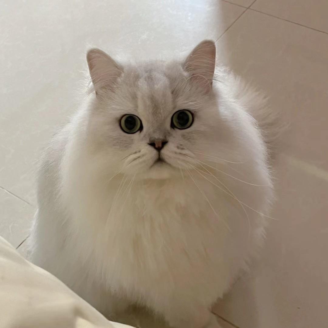捲菜