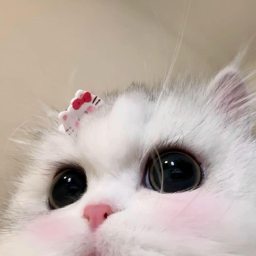 再吃亿点点 ^• ·̫ •^ ੭