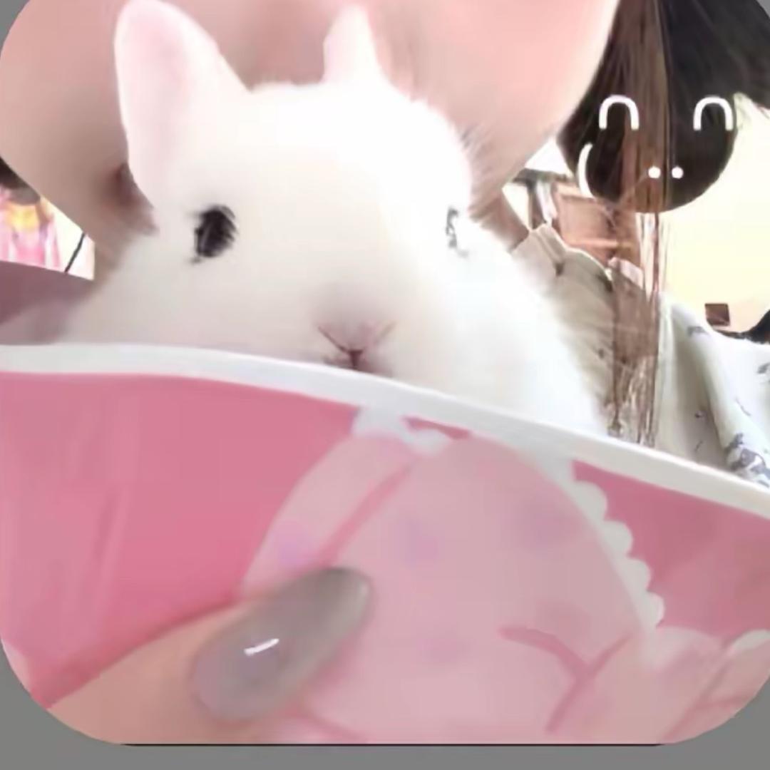 我真没招了
