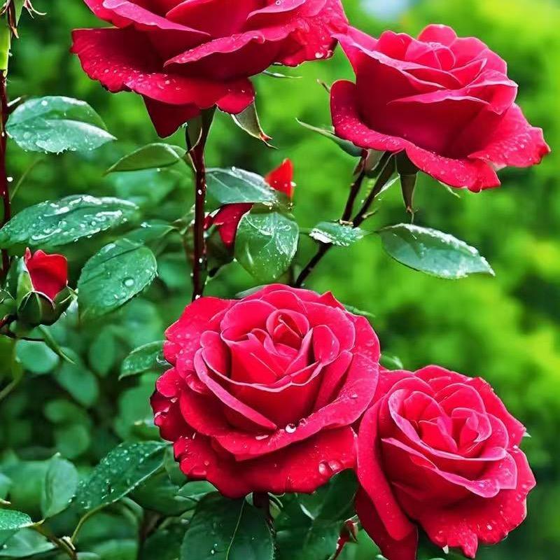 玫瑰花苗