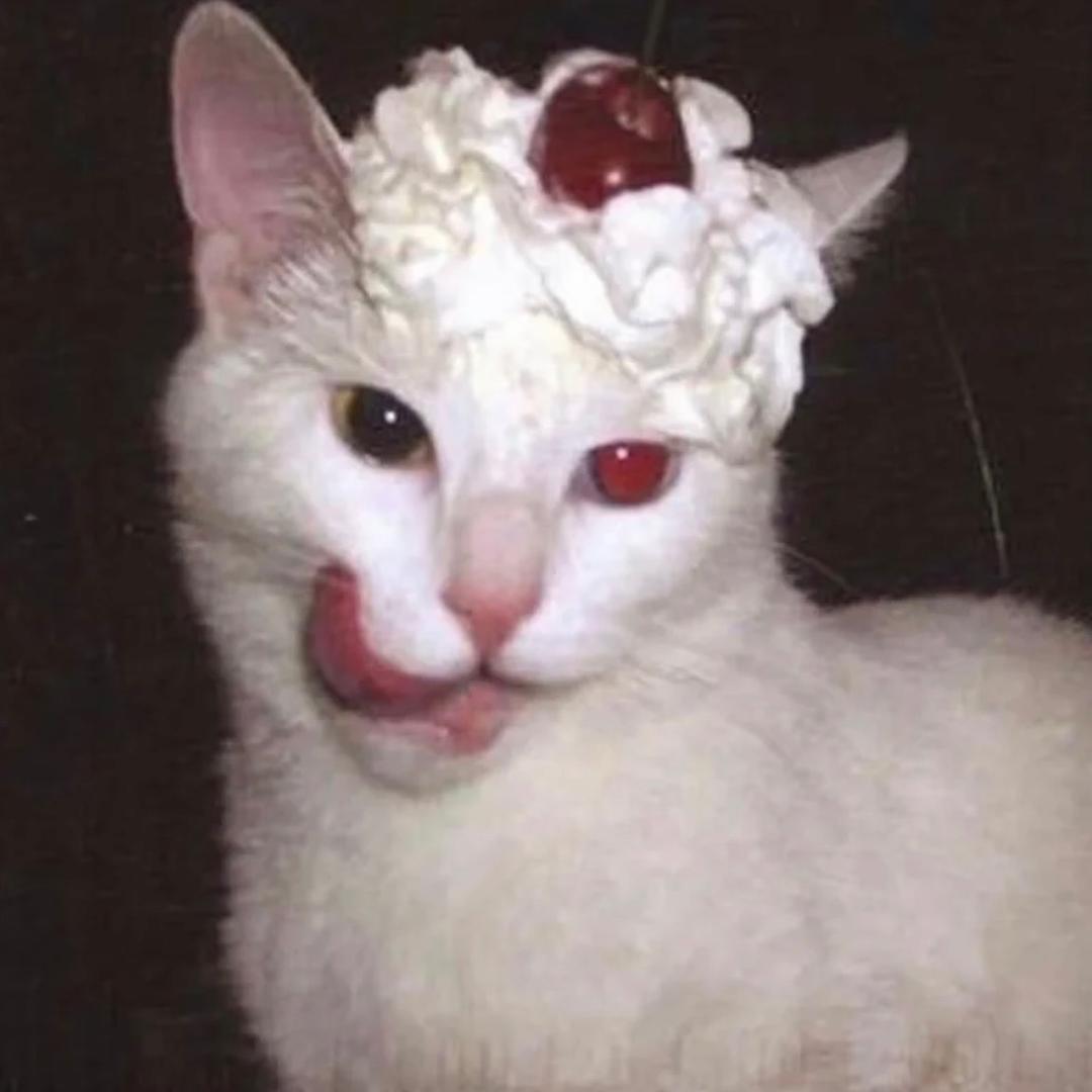 梦想是成为猫咪^