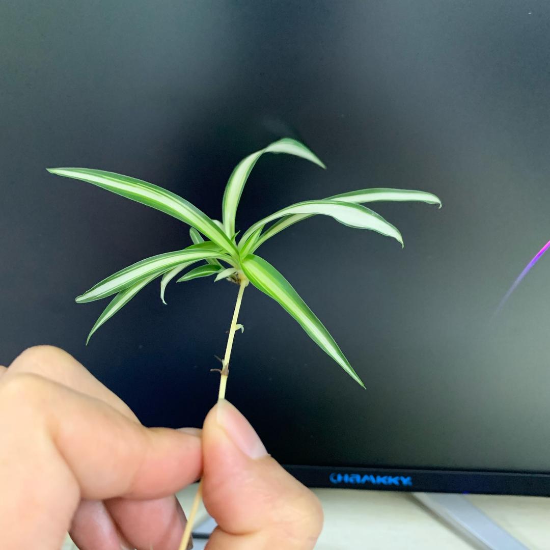 树深时见鹿 付平