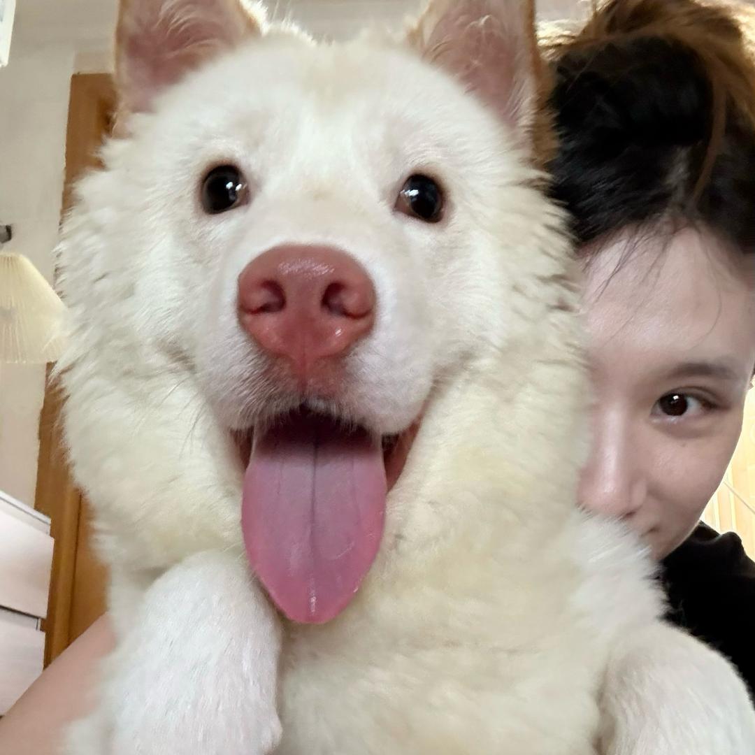 猪嘉尔爱吃屎