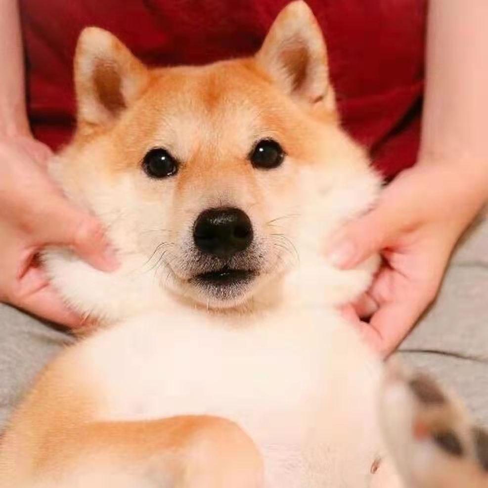 于二哈