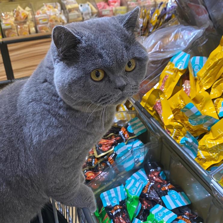 养俩猫俩狗的屁屁黄