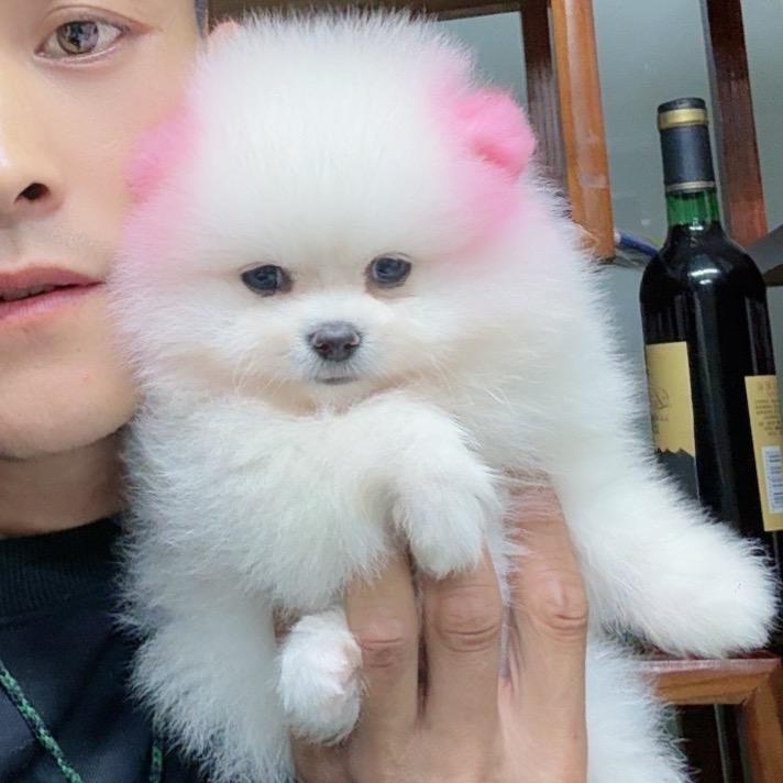 吴迪（博美犬基地）