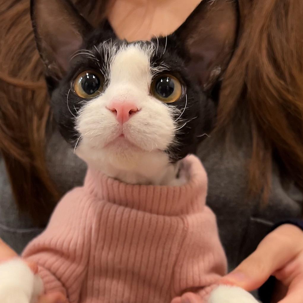 奶油卷儿🐱