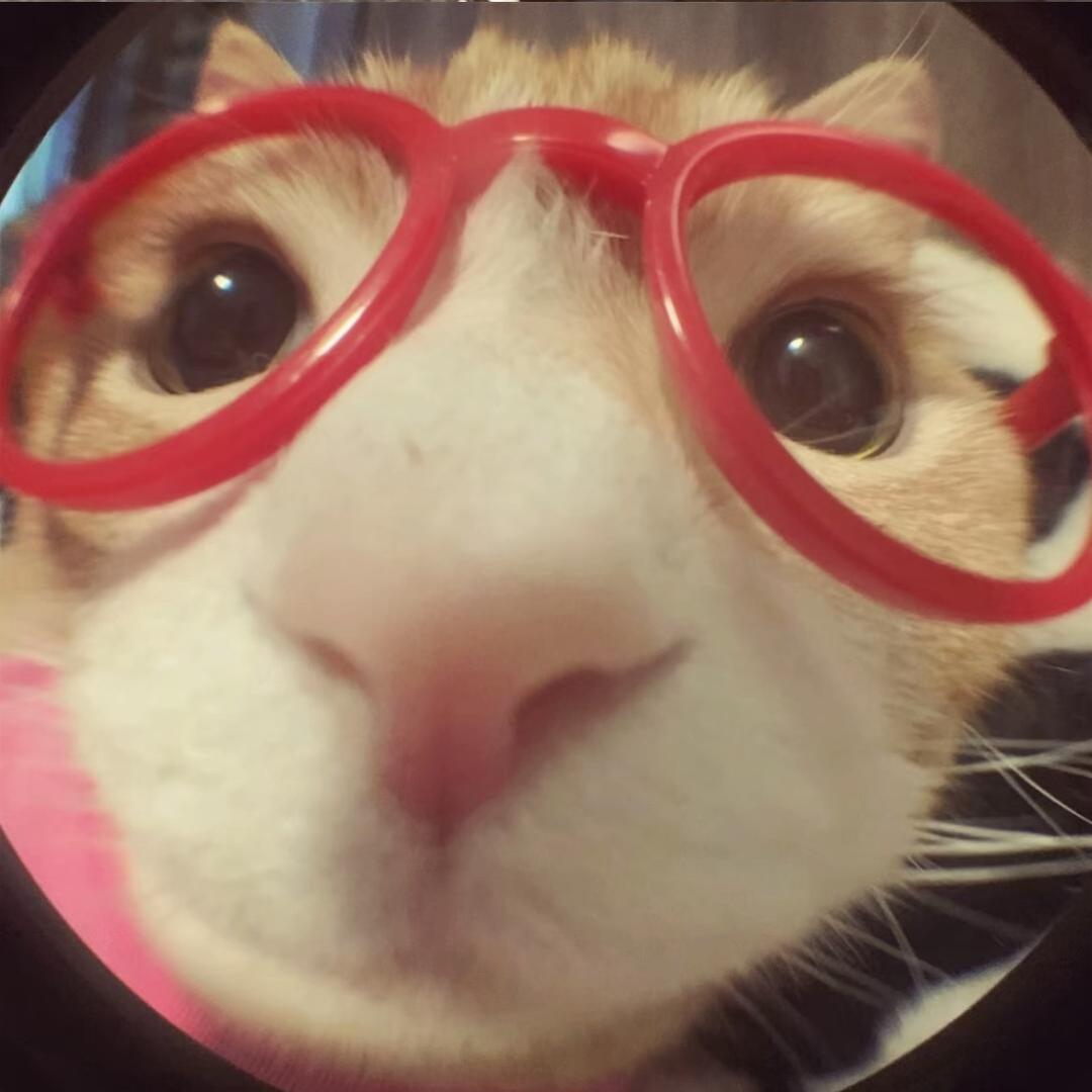 大馋猫.