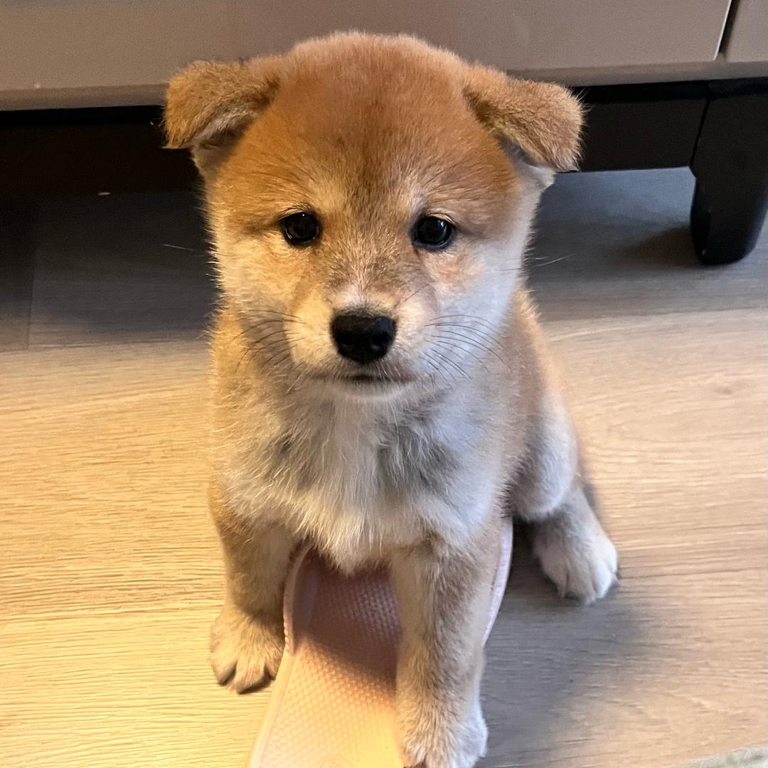 柴宝儿
