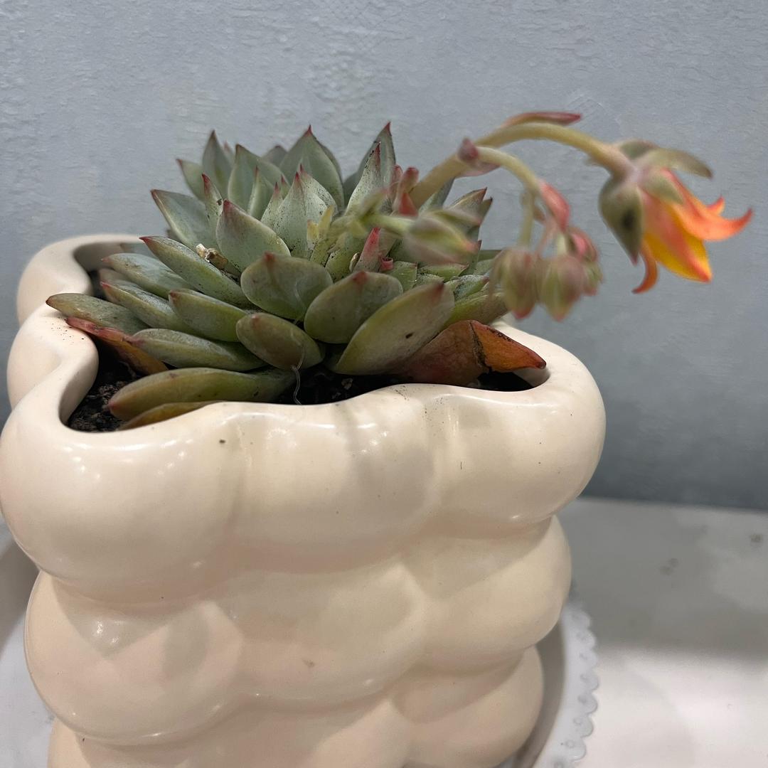 明