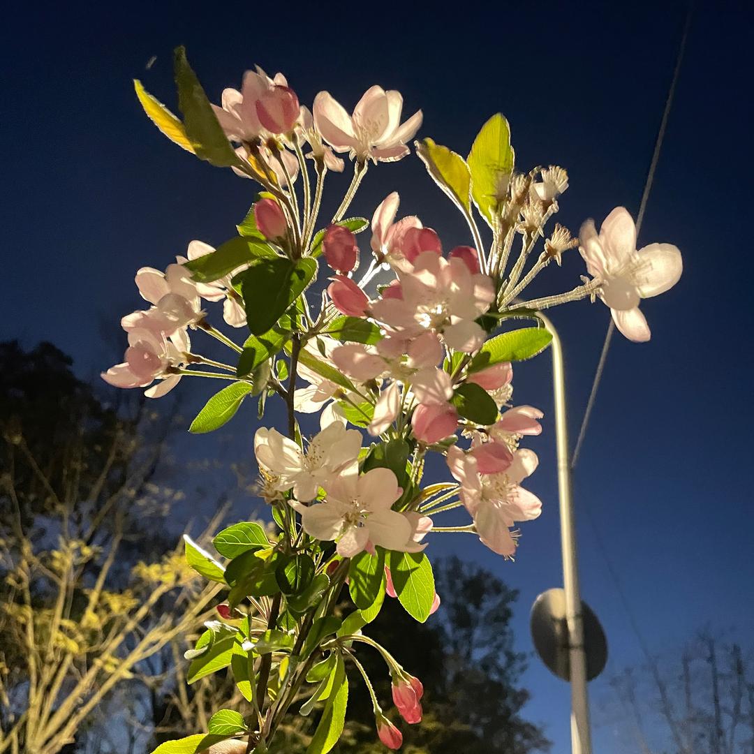 小小