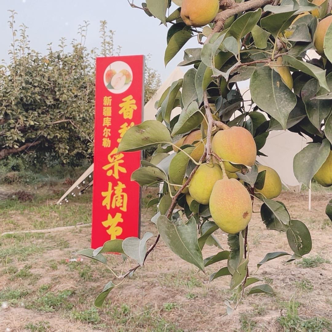 我在新疆有块地