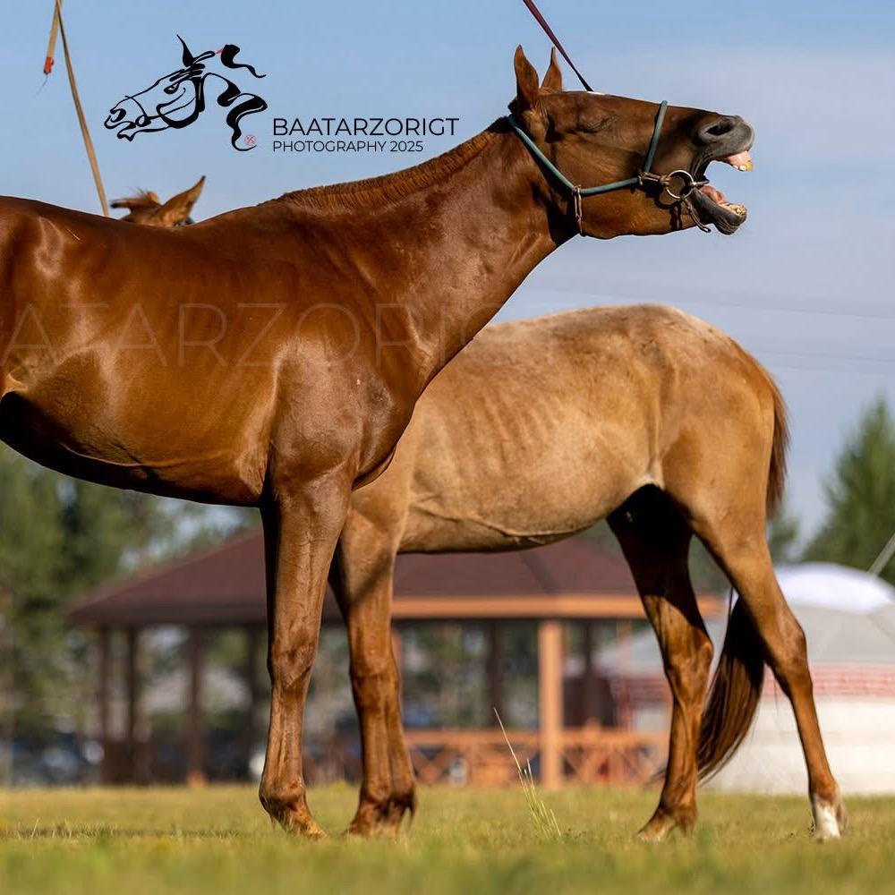 -Эрхэмзаяаа