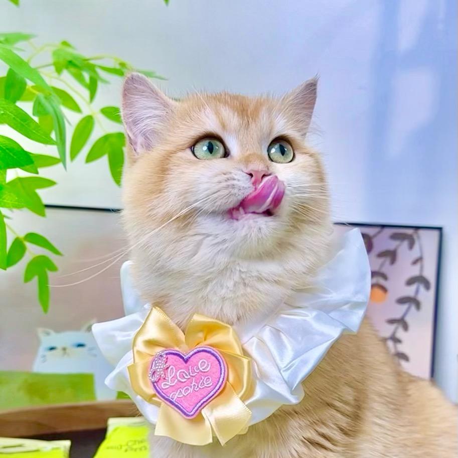 不知猫的鱼🐟