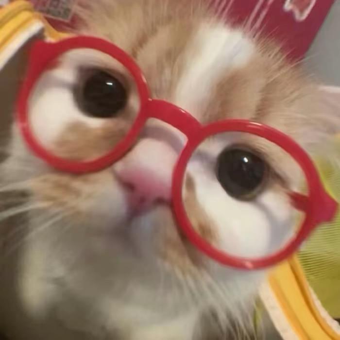 小🐱