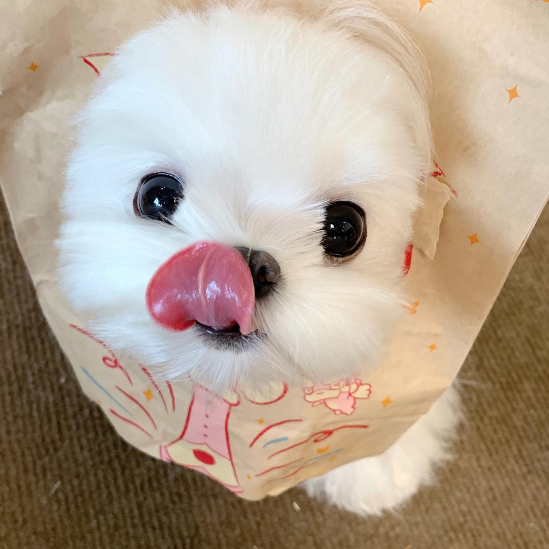 冷漠的西瓜🍉