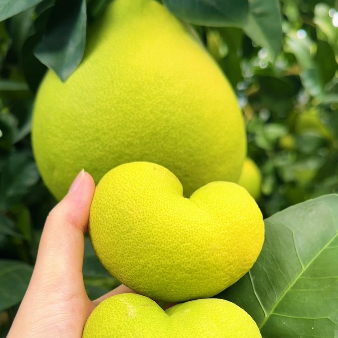 小媛姐姐的柚子园