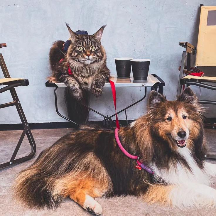 深圳猫狗小站 猫咪批发龙华店