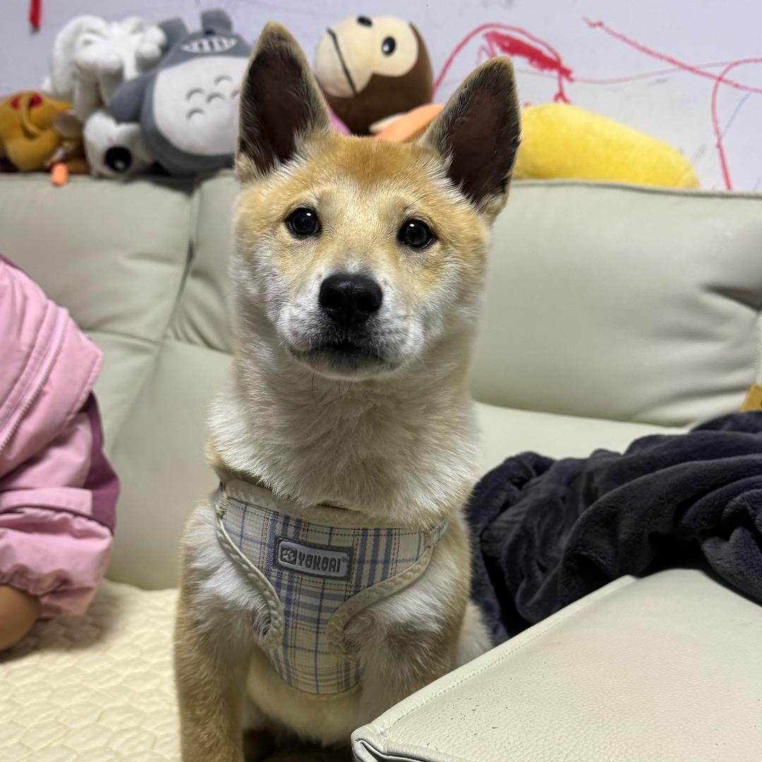 H🦴APPY 🐾是只田园犬