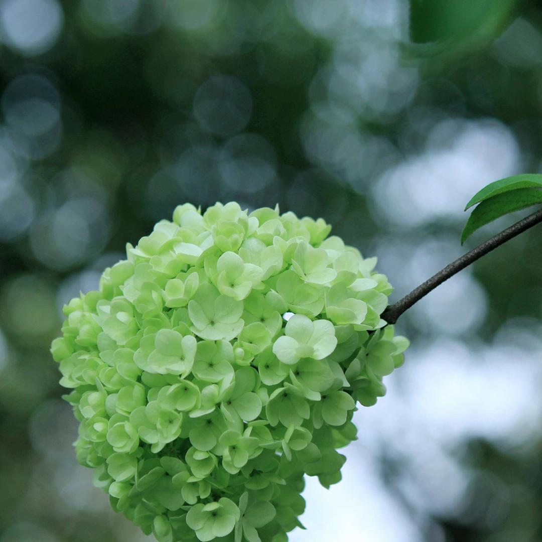 小青菜