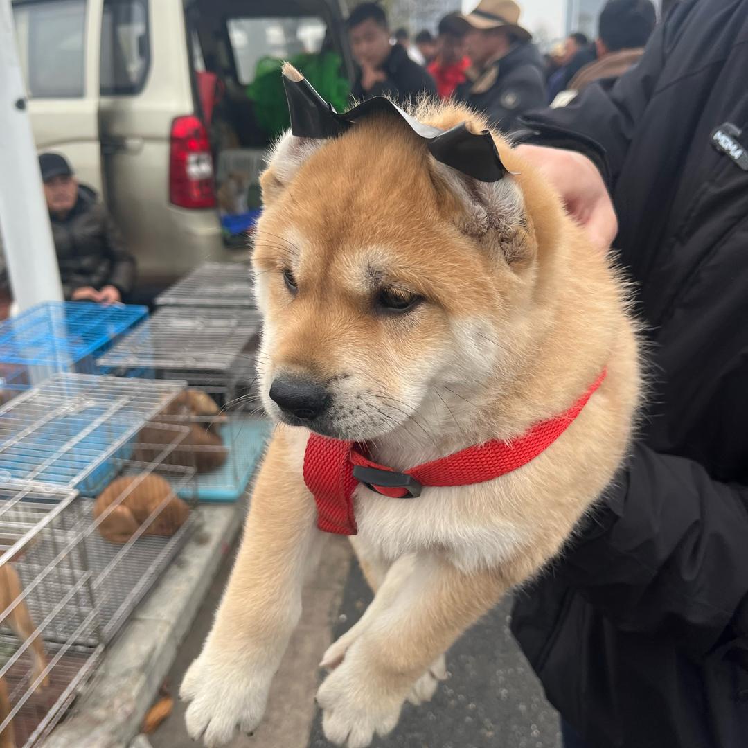 我有田园犬