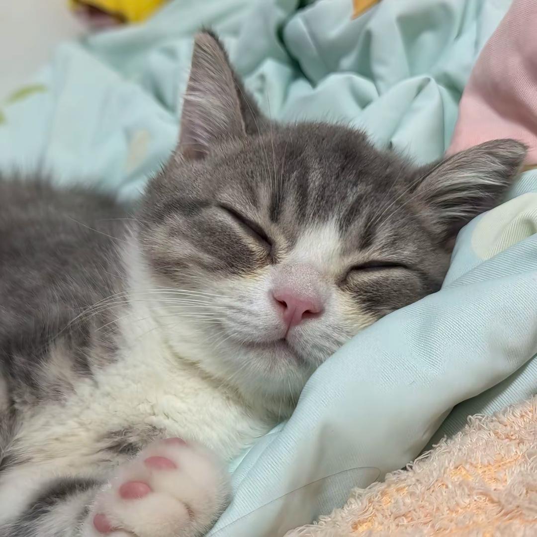 一只小福宝🐱