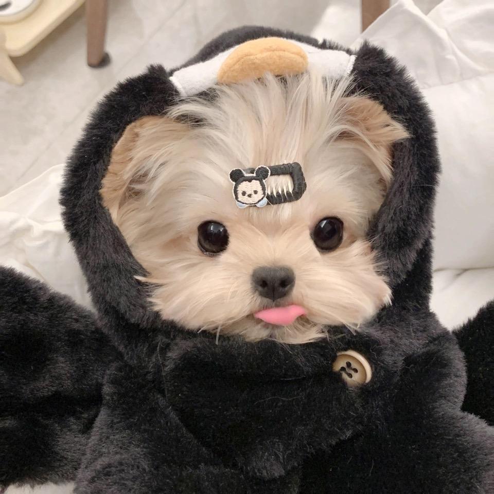 笨笨霖