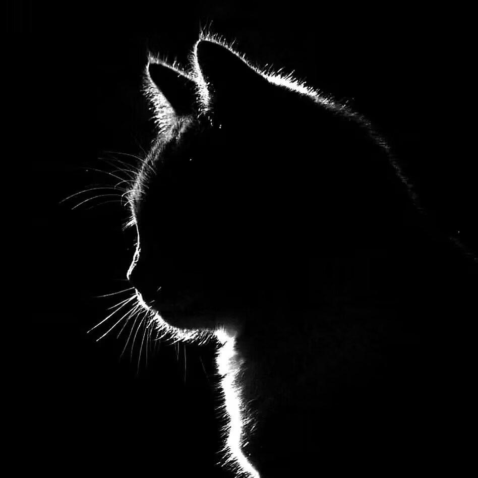 零零猫