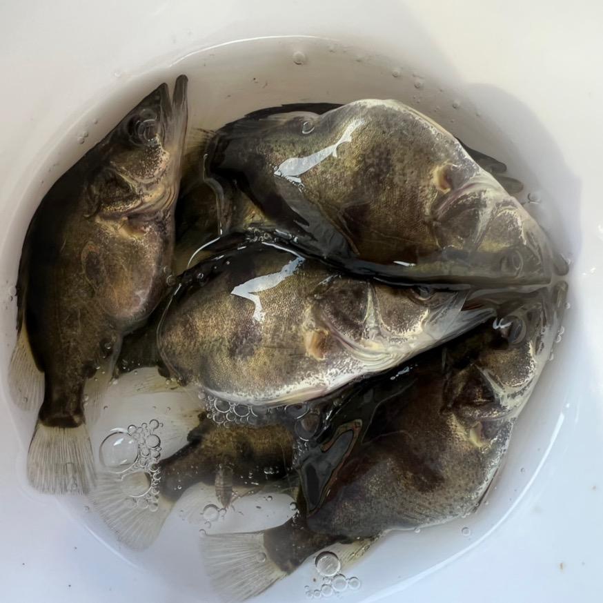 洪湖文泰渔苗场