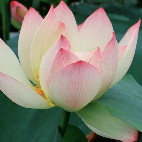 小牛的杂货小店