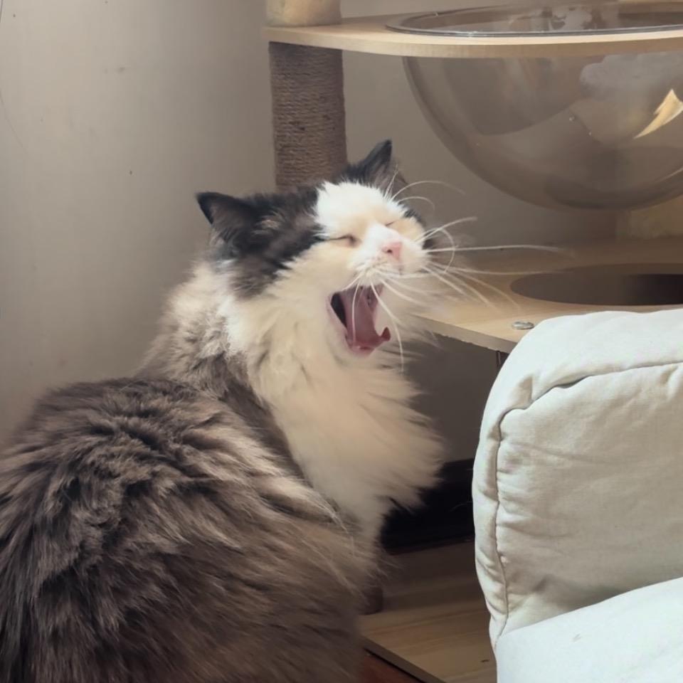 香椿芽是只喵🐱