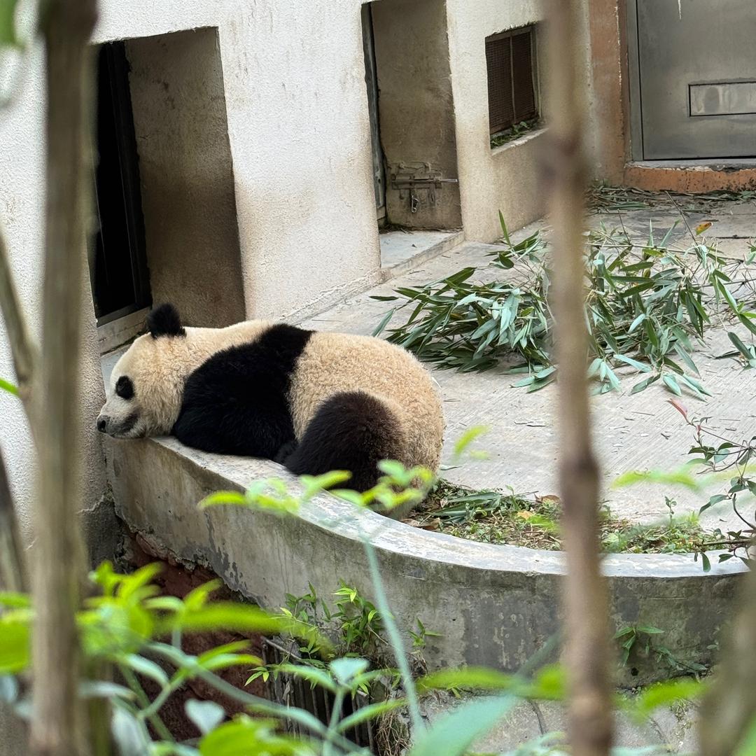 龙淩兮