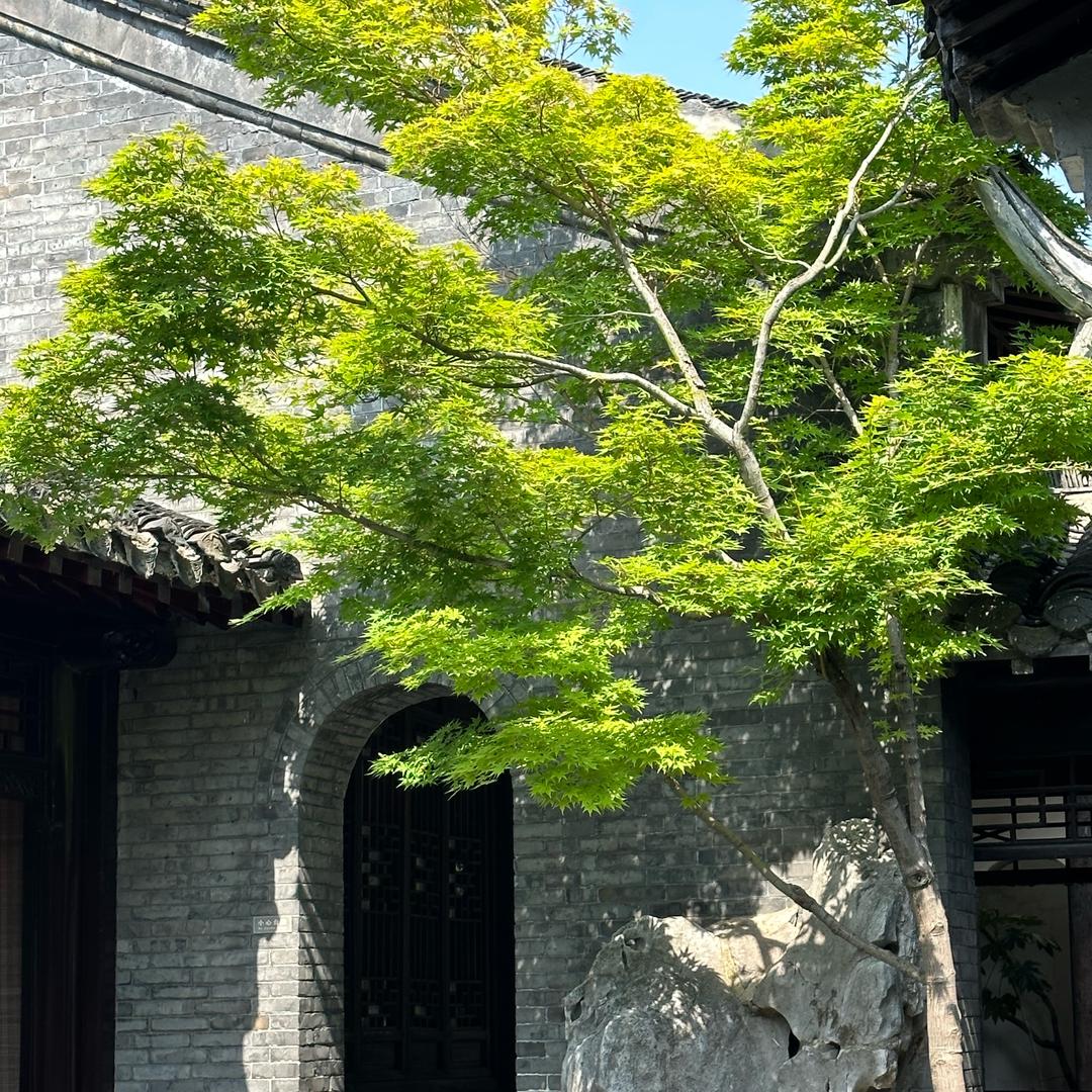 刘家大小姐