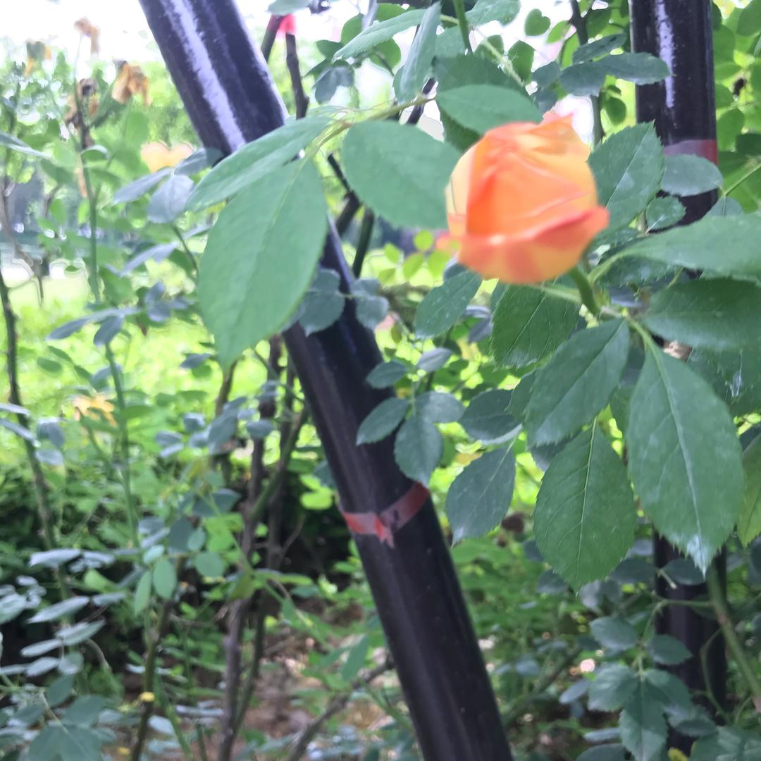 文思如泉（鸡）