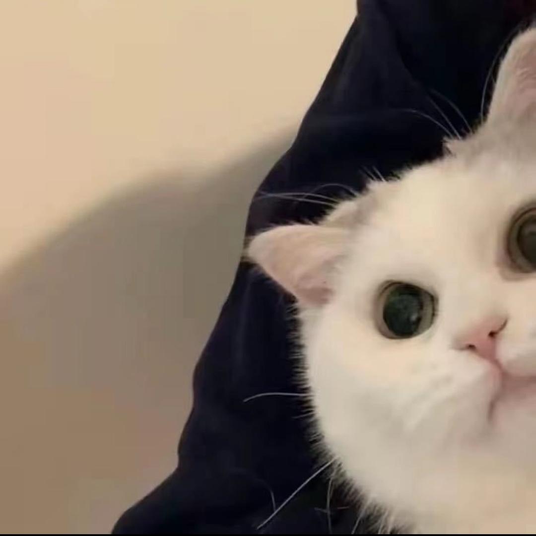 ㅤㅤㅤㅤㅤㅤㅤㅤㅤㅤㅤㅤㅤㅤㅤㅤ  ㅤㅤ