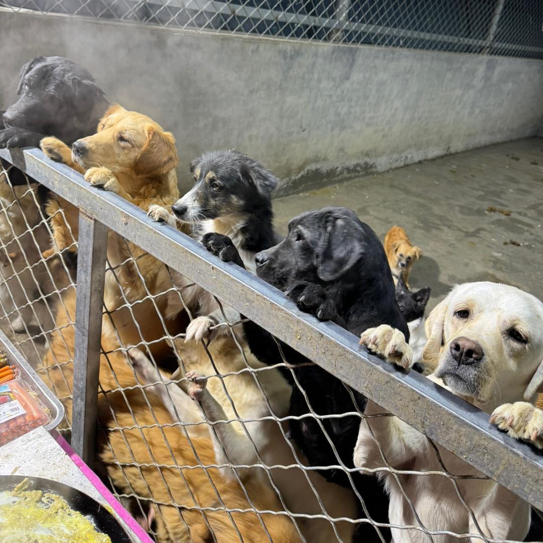磊磊的小院