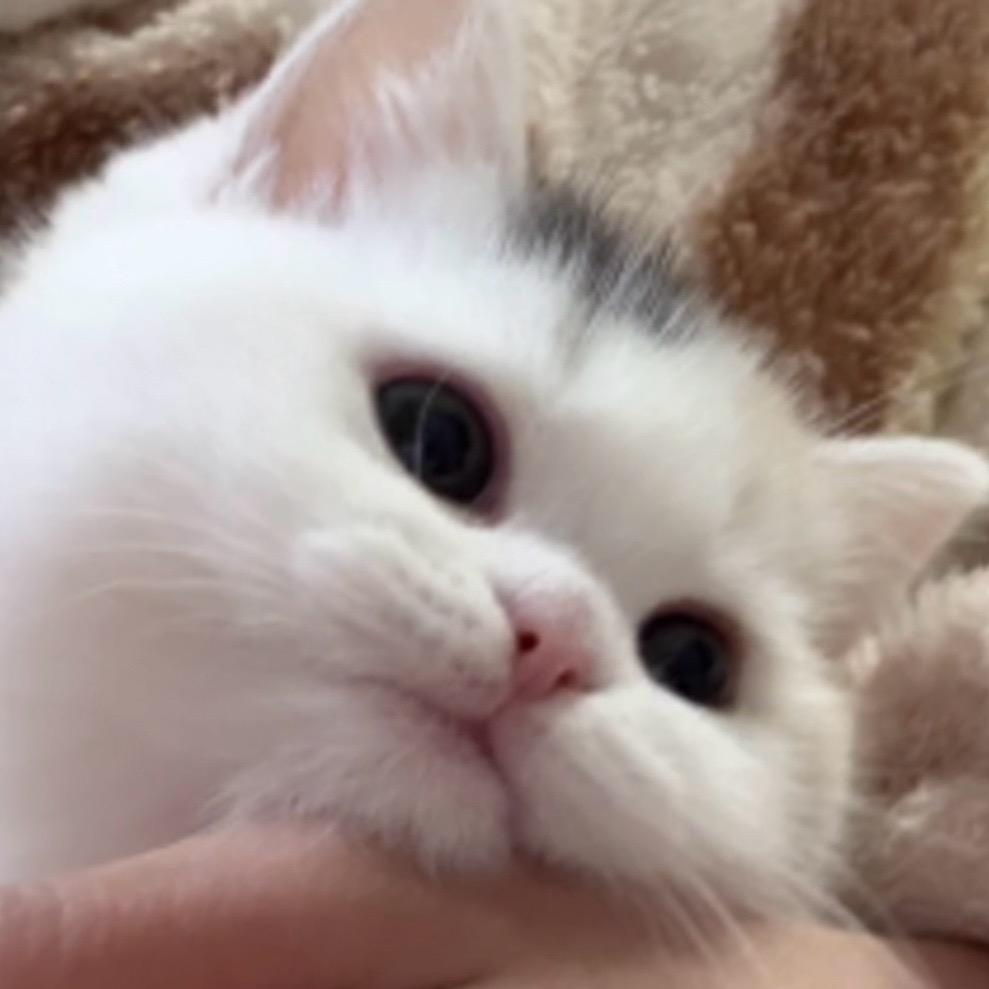 小鼻嘎三三